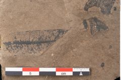 Foto (Detailansicht) von Plantae indet.  (NHMW-GEO-2024-0188-11535)